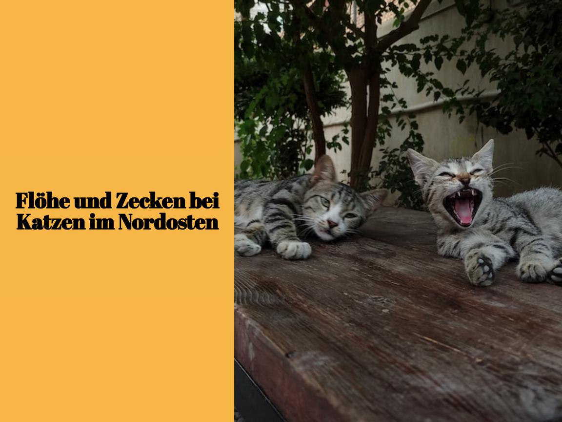 Flöhe und Zecken bei Katzen im Nordosten