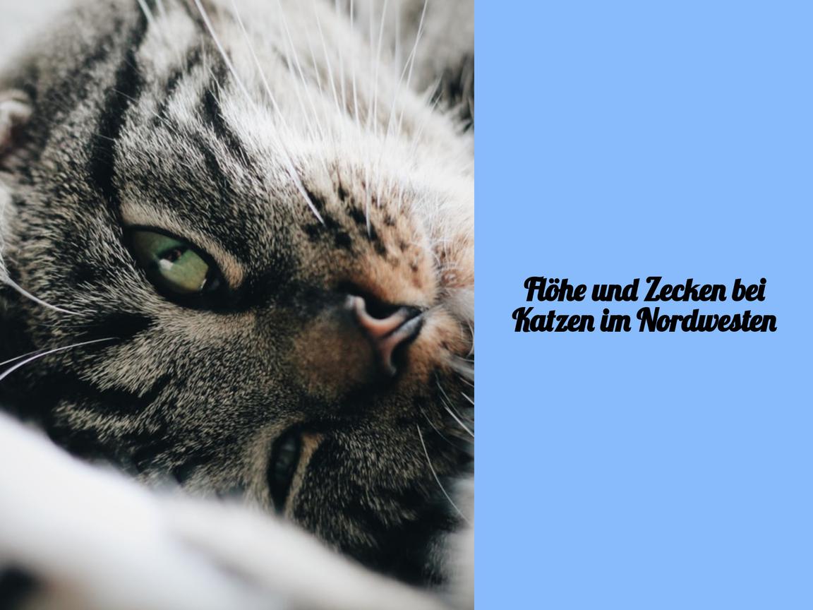 Flöhe und Zecken bei Katzen im Nordwesten