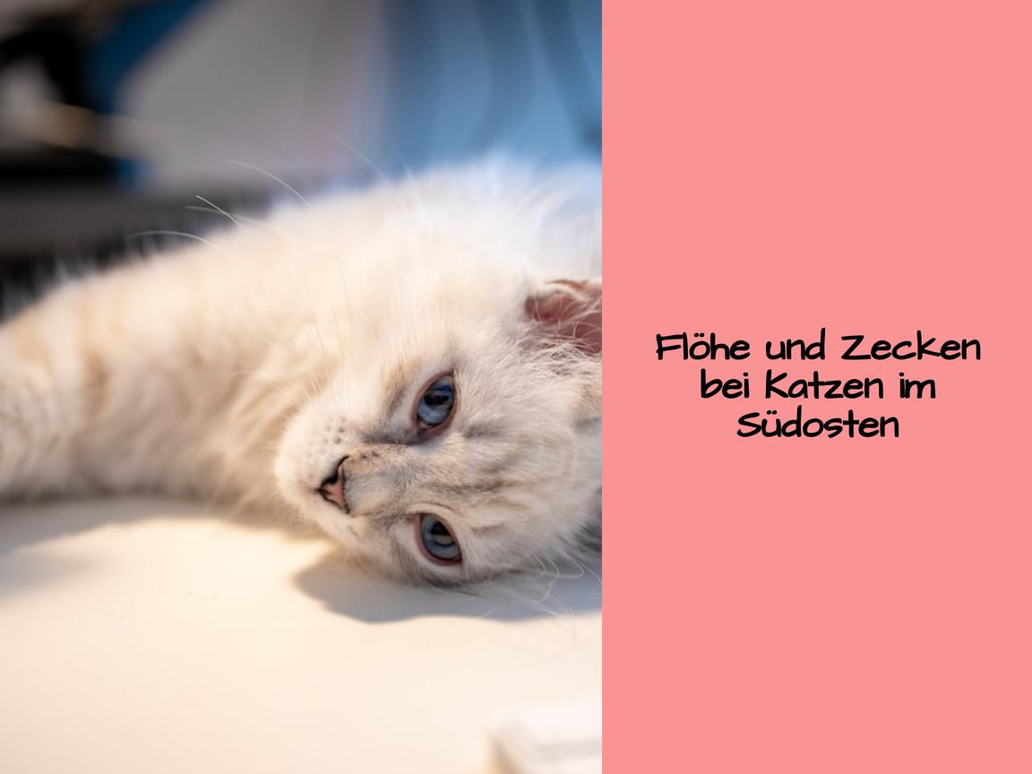 Flöhe und Zecken bei Katzen im Südosten