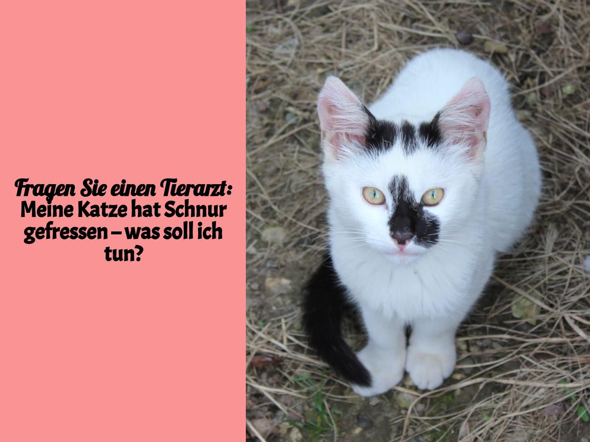 Fragen Sie einen Tierarzt: Meine Katze hat Schnur gefressen – was soll ich tun?