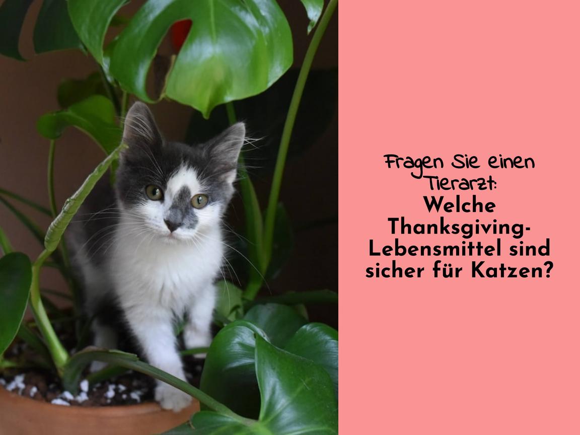 Fragen Sie einen Tierarzt: Welche Thanksgiving-Lebensmittel sind sicher für Katzen?