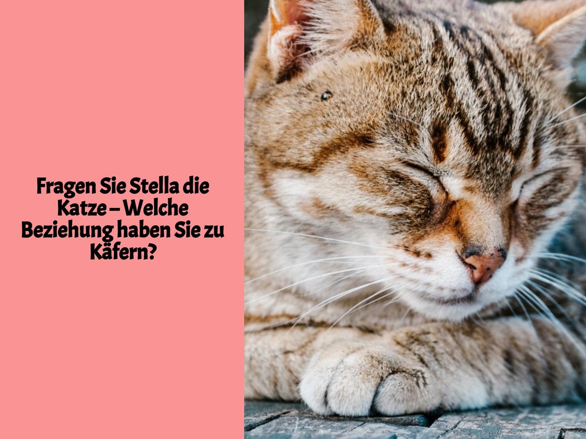 Fragen Sie Stella die Katze – Welche Beziehung haben Sie zu Käfern?