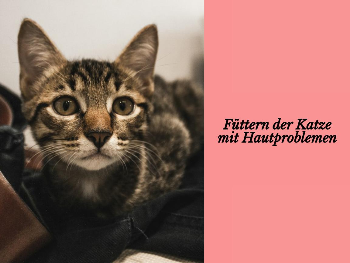 Füttern der Katze mit Hautproblemen