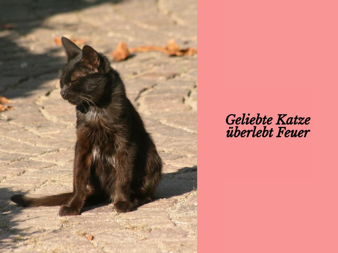 Geliebte Katze überlebt Feuer