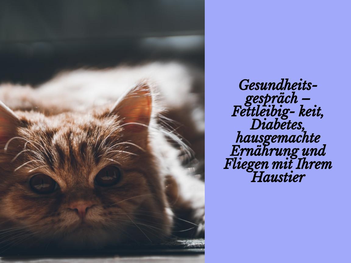 Gesundheitsgespräch – Fettleibigkeit, Diabetes, hausgemachte Ernährung und Fliegen mit Ihrem Haustier