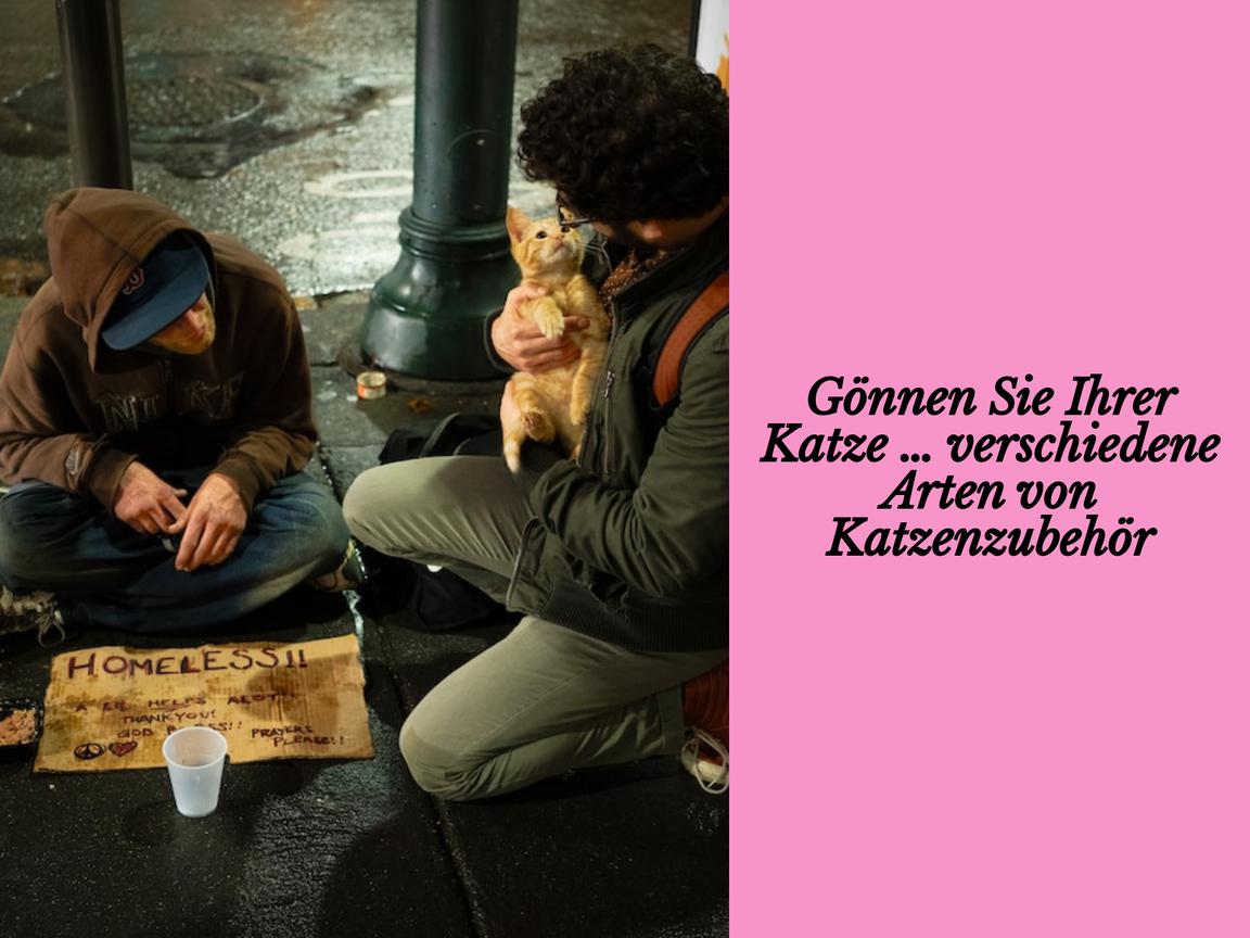 Gönnen Sie Ihrer Katze … verschiedene Arten von Katzenzubehör