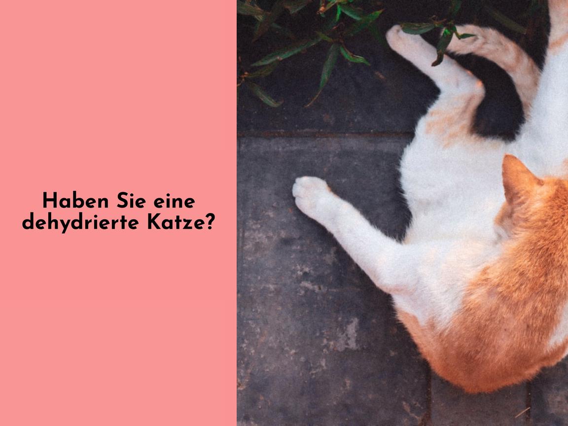 Haben Sie eine dehydrierte Katze?