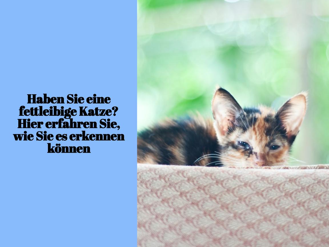 Haben Sie eine fettleibige Katze? Hier erfahren Sie, wie Sie es erkennen können