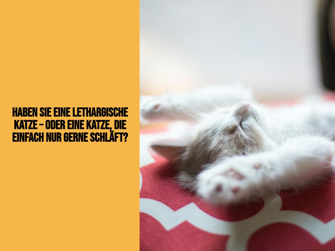 Haben Sie eine lethargische Katze – oder eine Katze, die einfach nur gerne schläft?