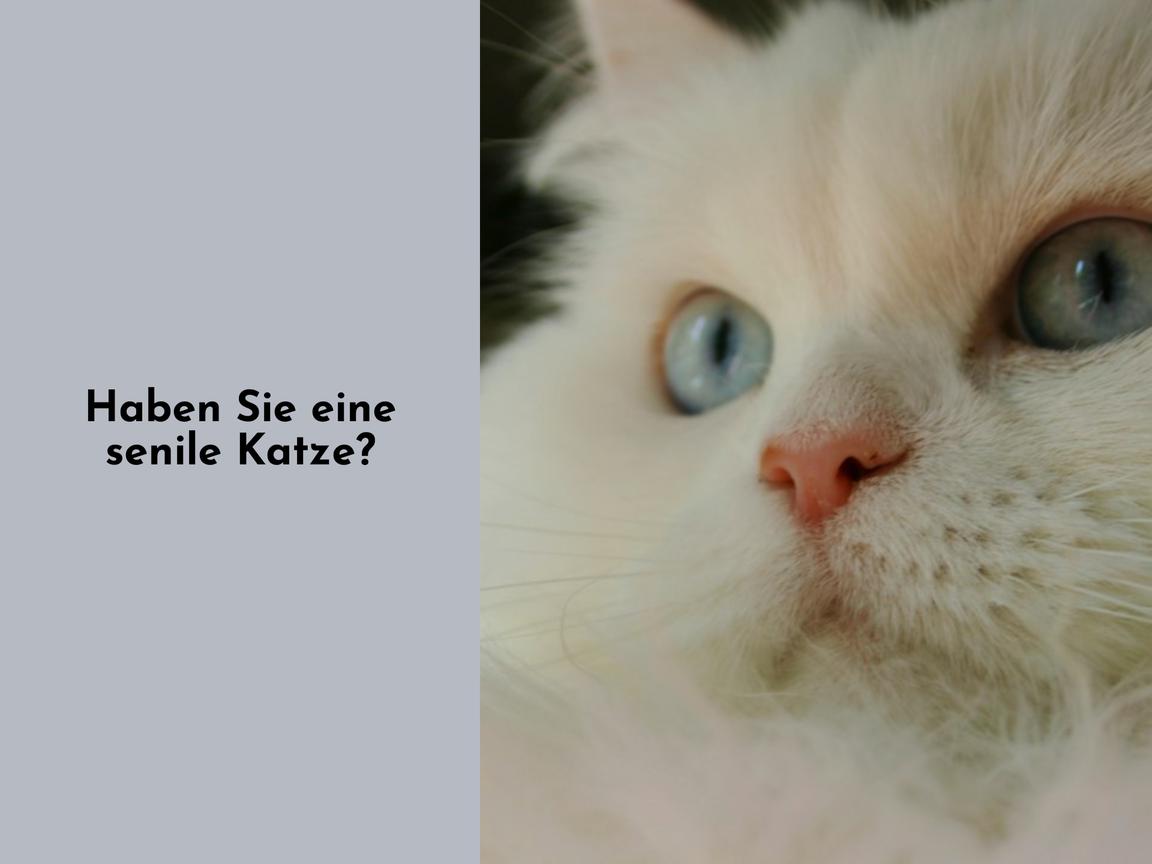 Haben Sie eine senile Katze?