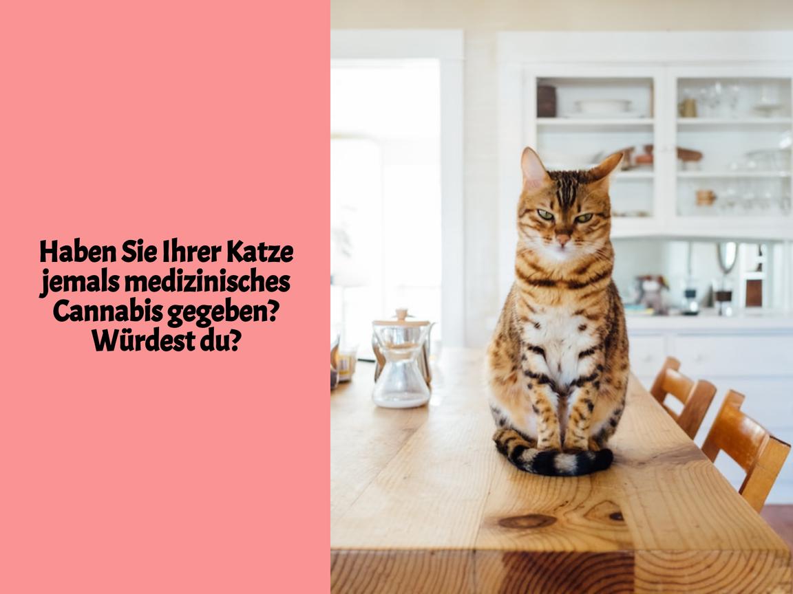 Haben Sie Ihrer Katze jemals medizinisches Cannabis gegeben? Würdest du?