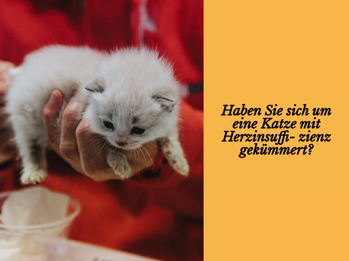 Haben Sie sich um eine Katze mit Herzinsuffizienz gekümmert?