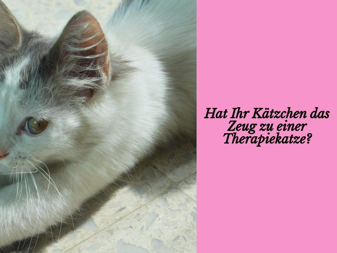 Hat Ihr Kätzchen das Zeug zu einer Therapiekatze?