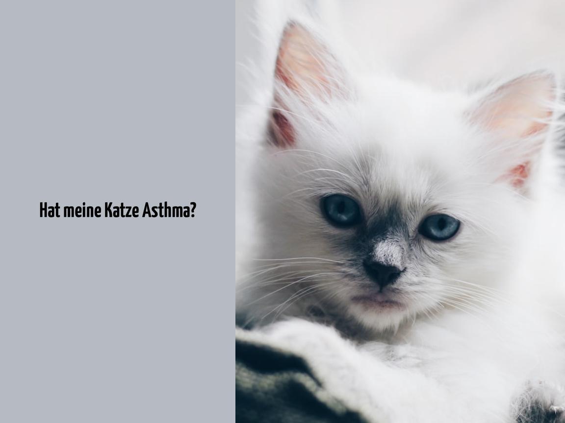 Hat meine Katze Asthma?