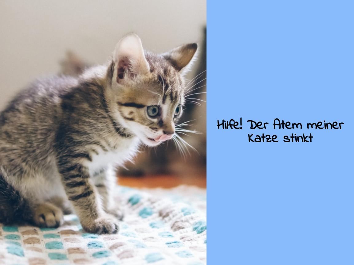 Hilfe! Der Atem meiner Katze stinkt