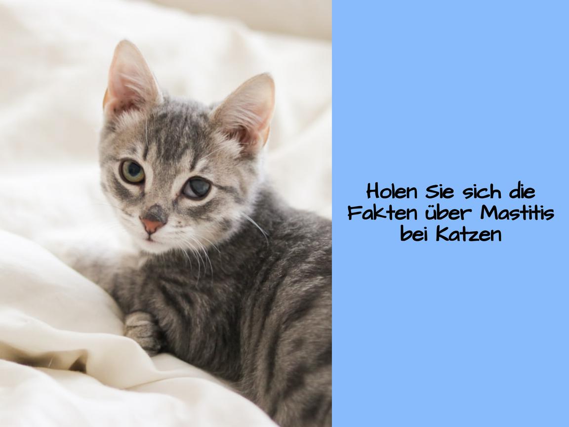 Holen Sie sich die Fakten über Mastitis bei Katzen