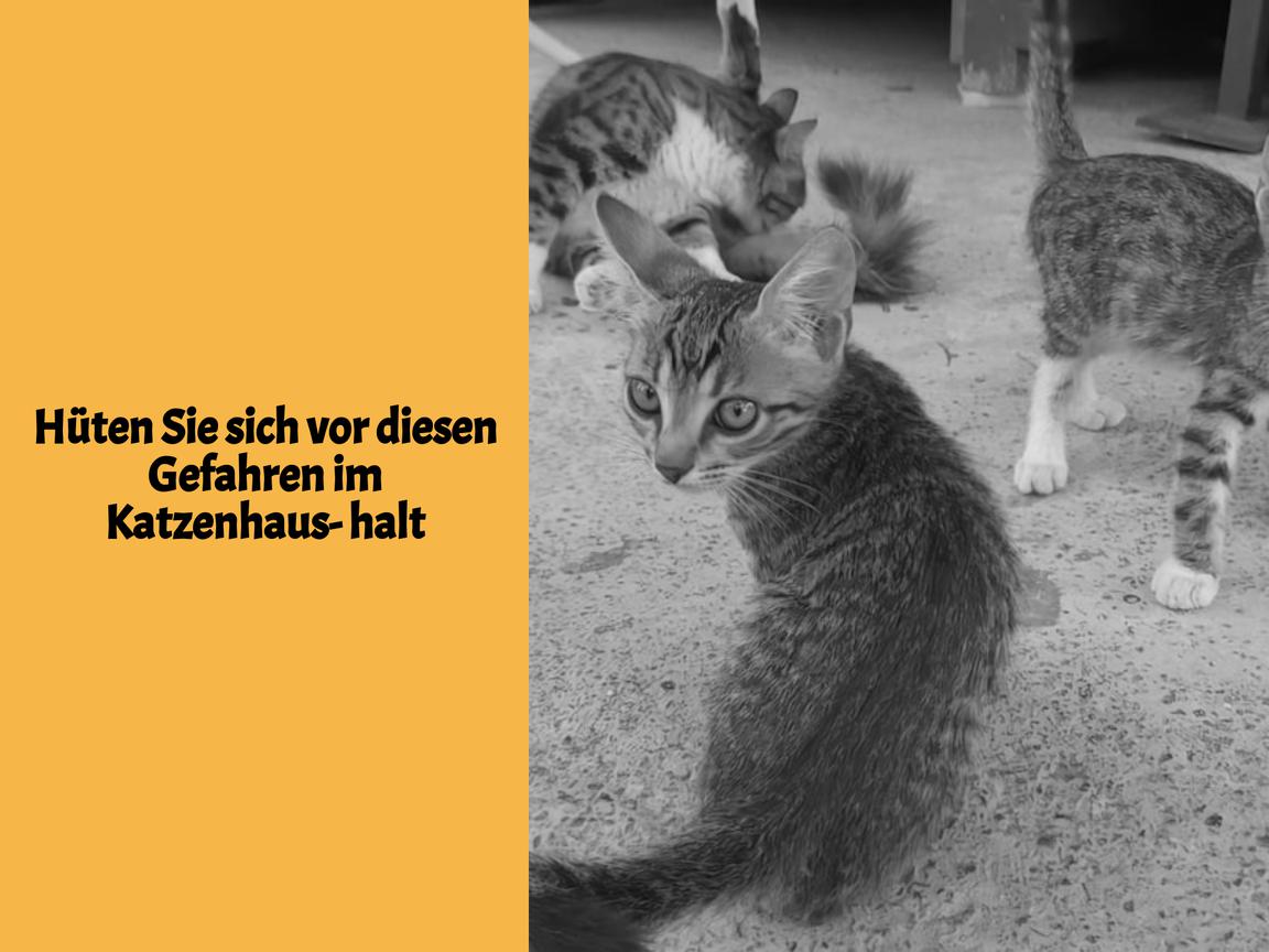 Hüten Sie sich vor diesen Gefahren im Katzenhaushalt