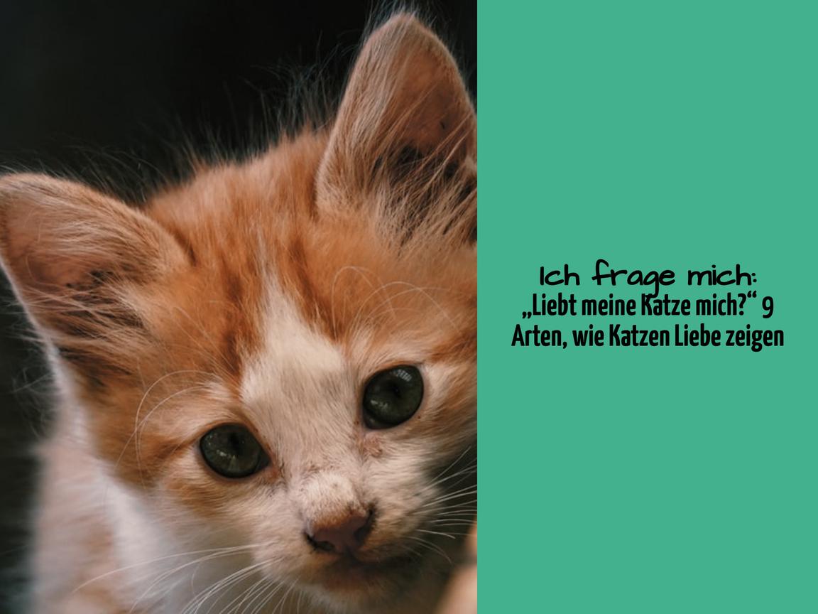 Ich frage mich: „Liebt meine Katze mich?“ 9 Arten, wie Katzen Liebe zeigen