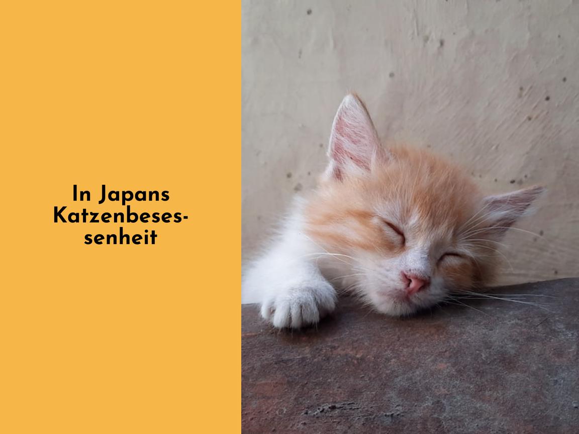 In Japans Katzenbesessenheit