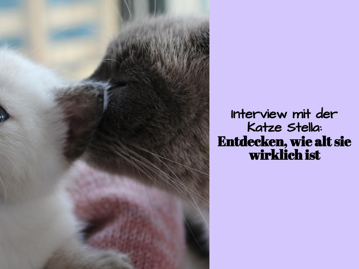 Interview mit der Katze Stella: Entdecken, wie alt sie wirklich ist