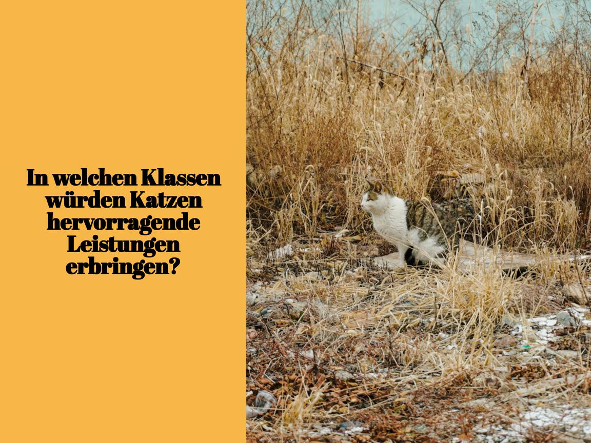 In welchen Klassen würden Katzen hervorragende Leistungen erbringen?