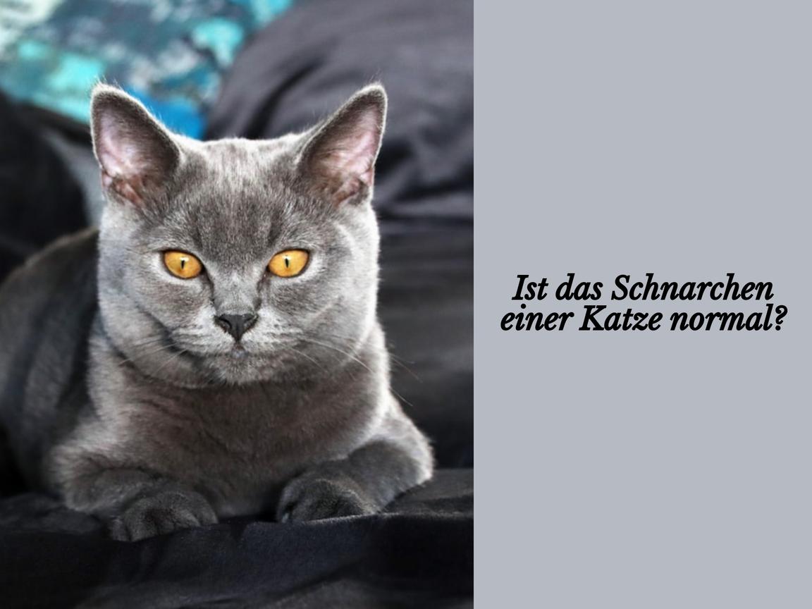 Ist das Schnarchen einer Katze normal?