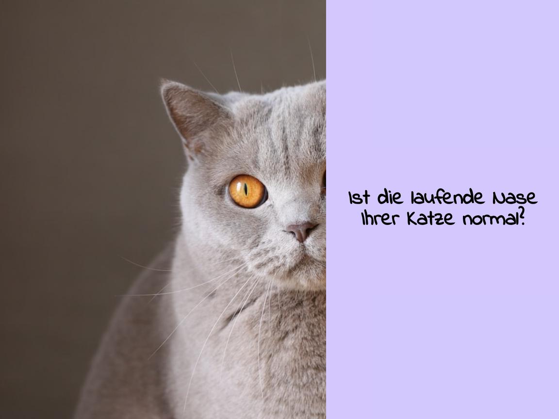 Ist die laufende Nase Ihrer Katze normal?