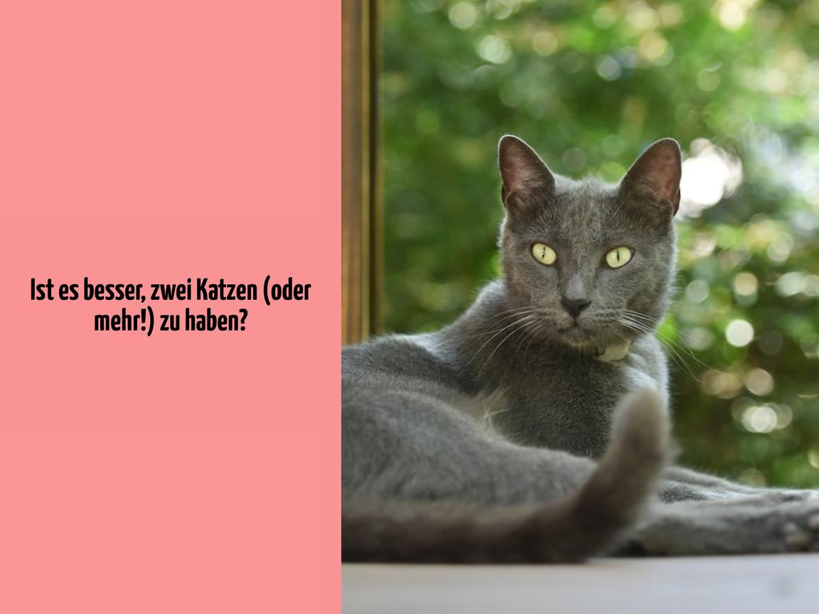 Ist es besser, zwei Katzen (oder mehr!) zu haben?