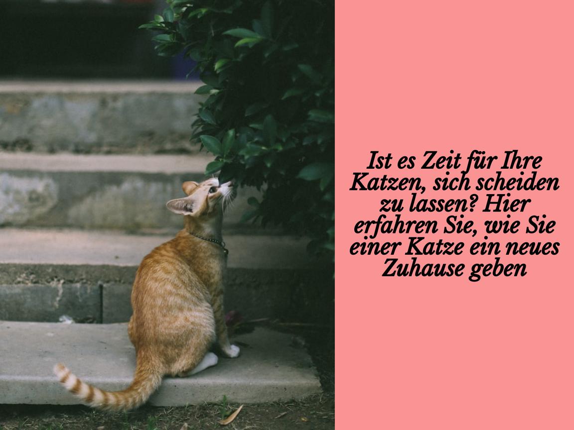 Ist es Zeit für Ihre Katzen, sich scheiden zu lassen? Hier erfahren Sie, wie Sie einer Katze ein neues Zuhause geben