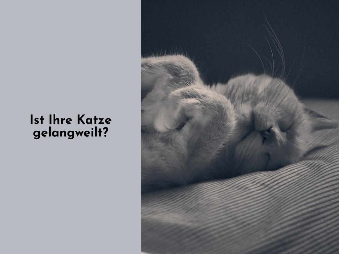 Ist Ihre Katze gelangweilt?