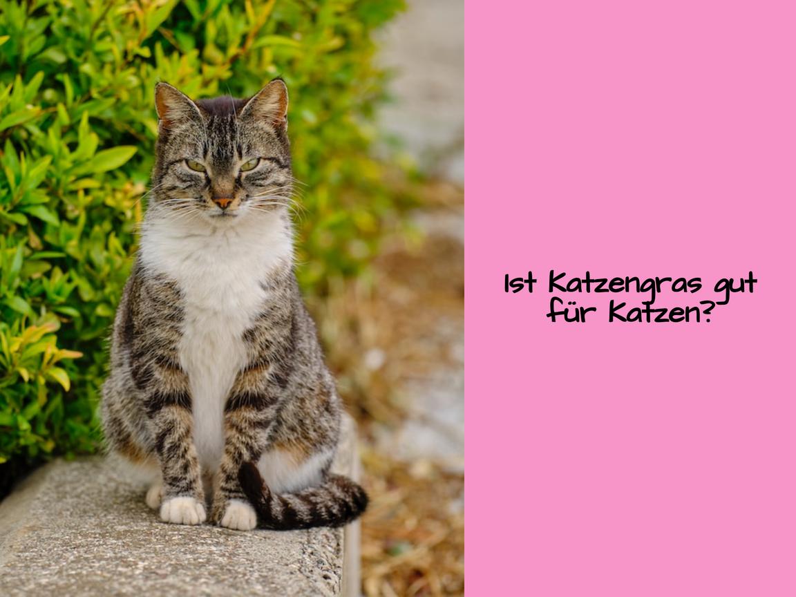 Ist Katzengras gut für Katzen?