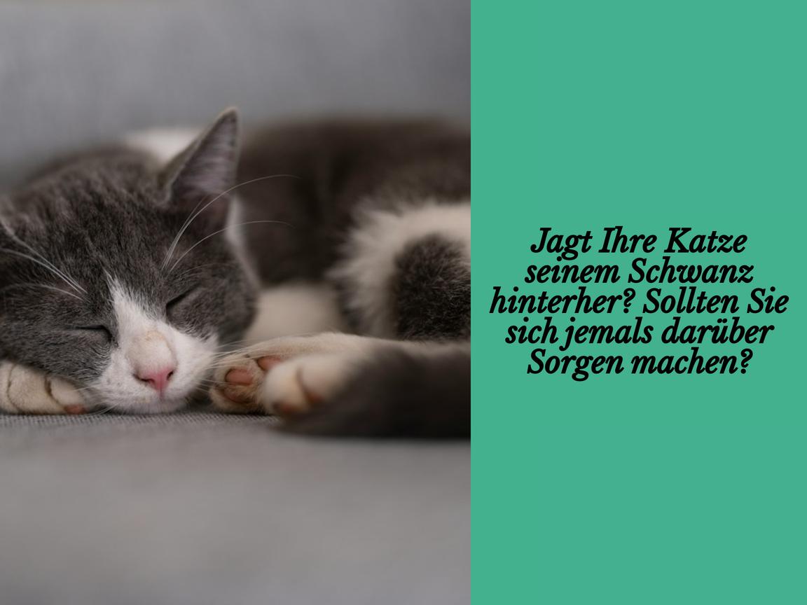 Jagt Ihre Katze seinem Schwanz hinterher? Sollten Sie sich jemals darüber Sorgen machen?