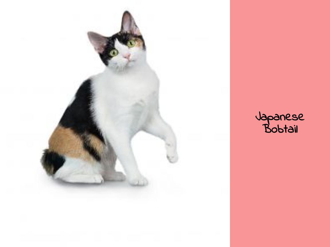 Japanese Bobtail