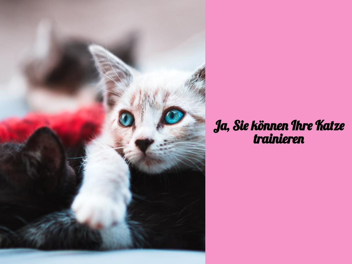 Ja, Sie können Ihre Katze trainieren