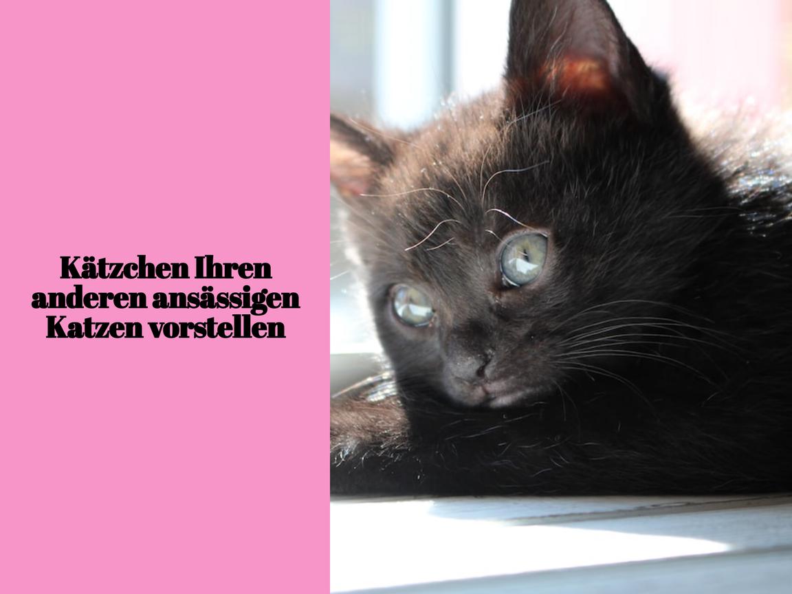 Kätzchen Ihren anderen ansässigen Katzen vorstellen