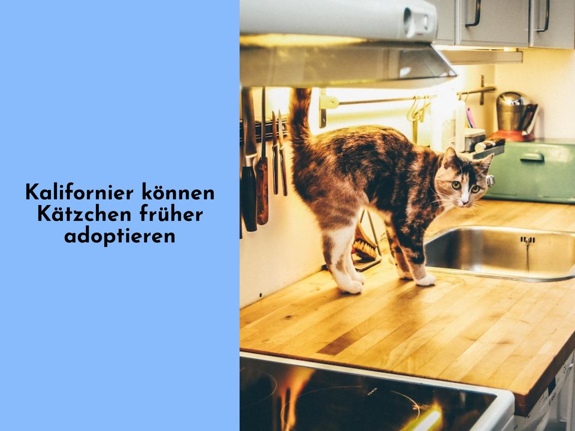 Kalifornier können Kätzchen früher adoptieren