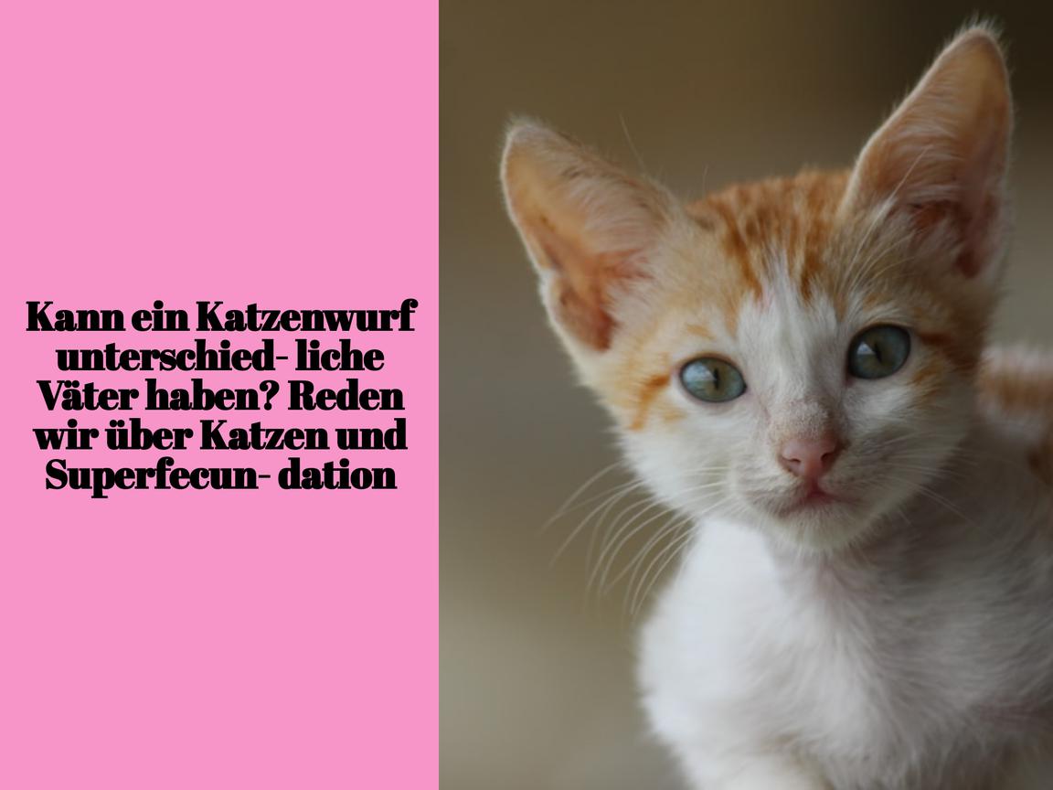 Kann ein Katzenwurf unterschiedliche Väter haben? Reden wir über Katzen und Superfecundation