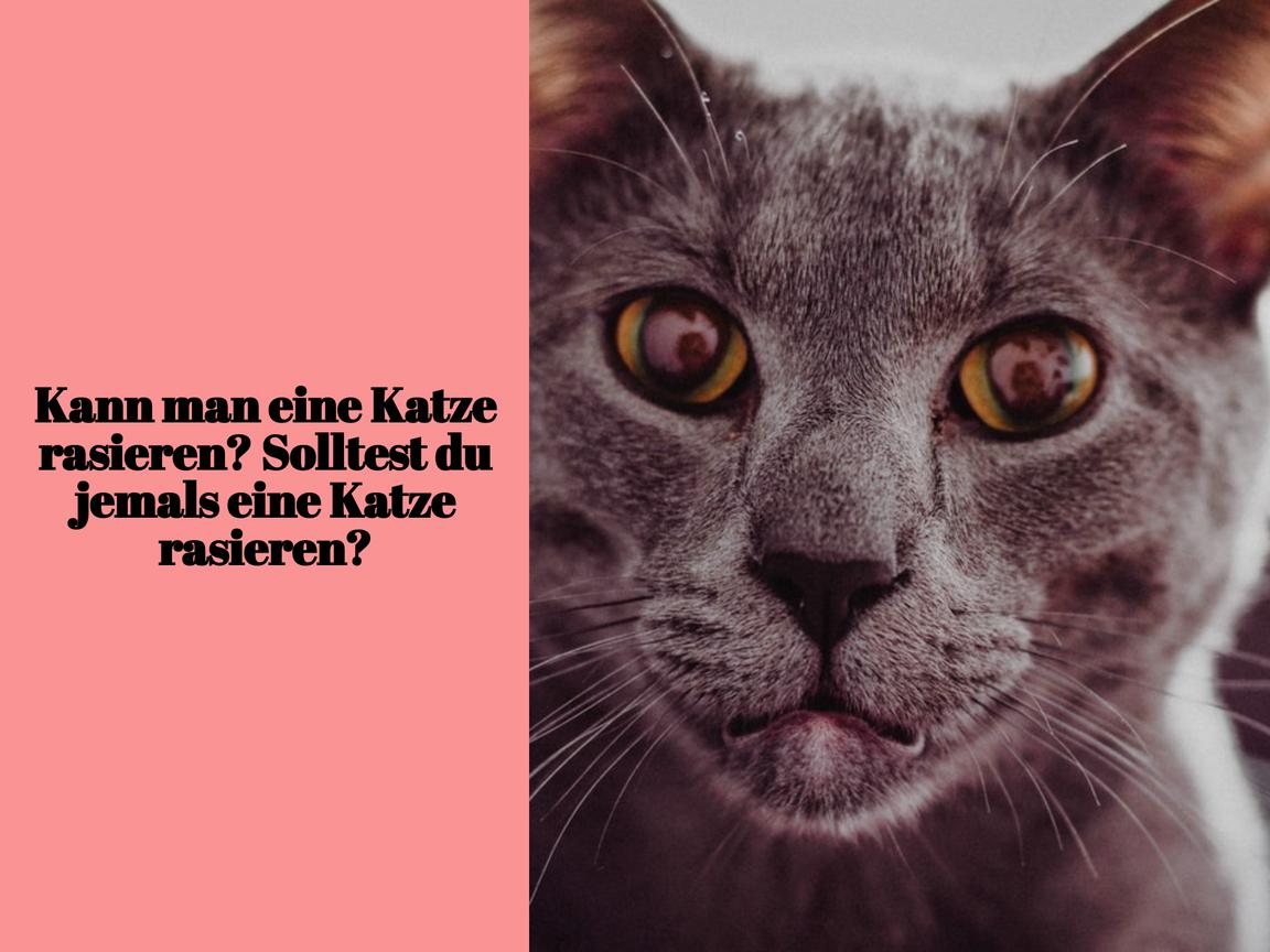 Kann man eine Katze rasieren? Solltest du jemals eine Katze rasieren?