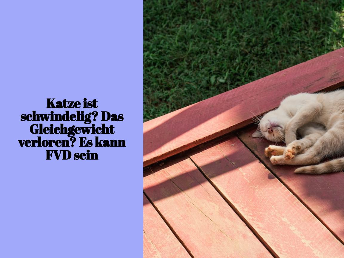 Katze ist schwindelig? Das Gleichgewicht verloren? Es kann FVD sein