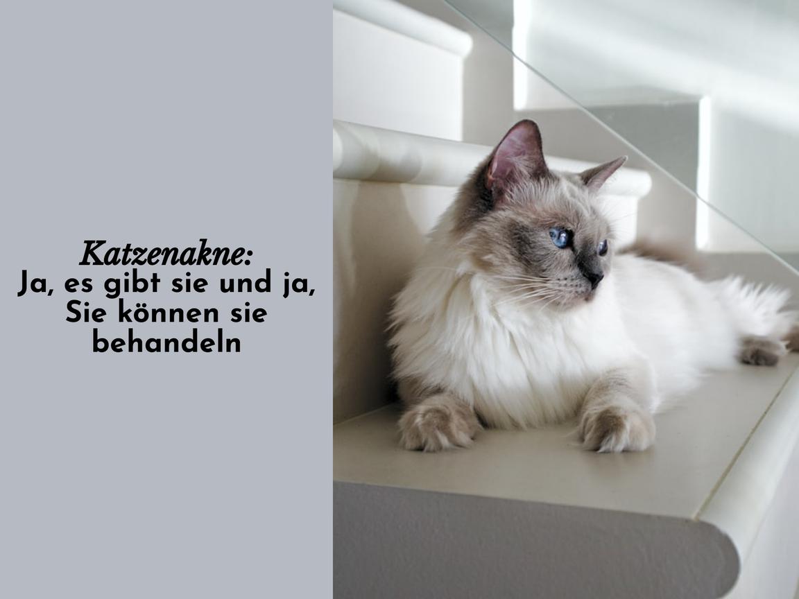 Katzenakne: Ja, es gibt sie und ja, Sie können sie behandeln