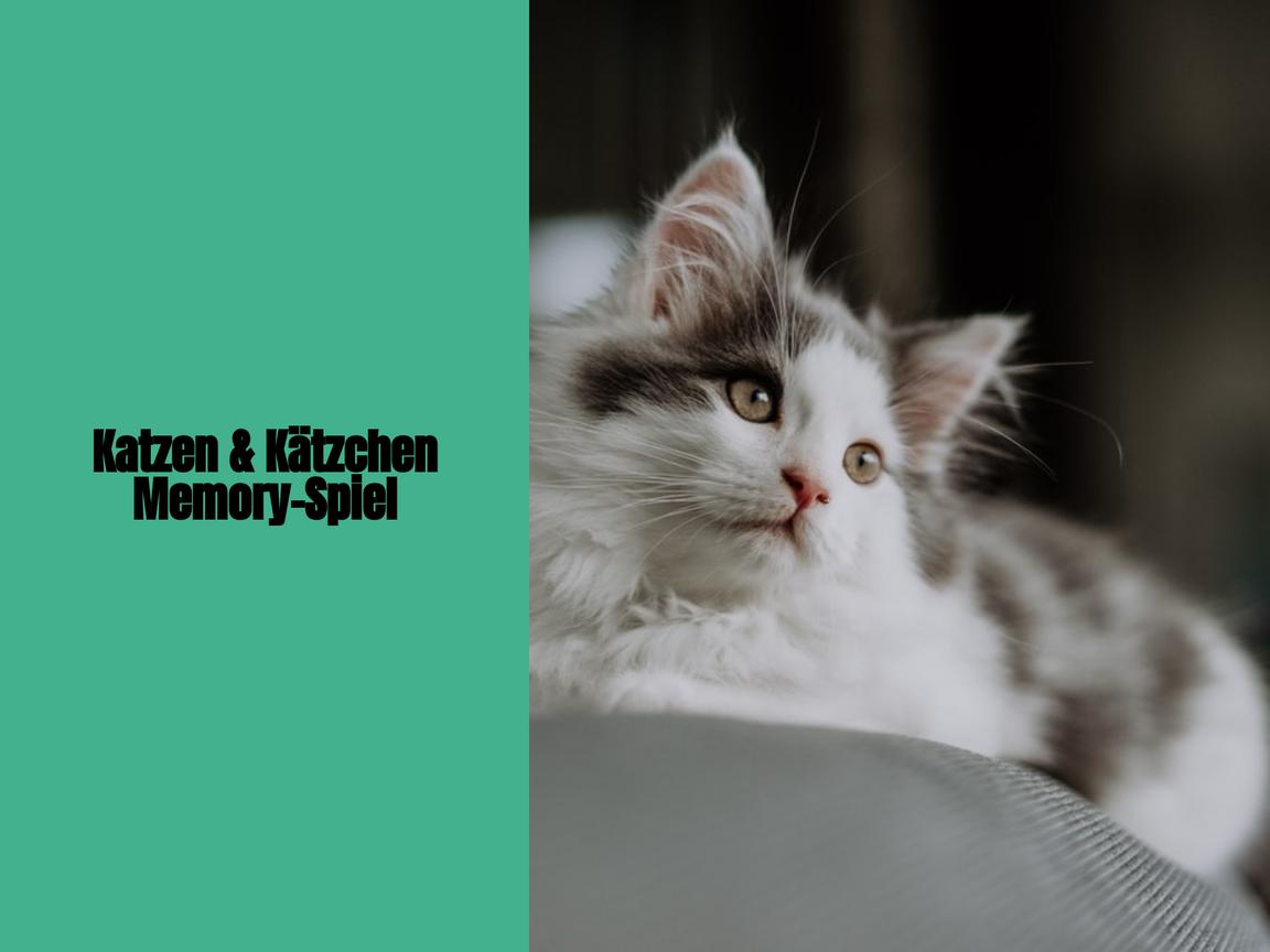 Katzen & Kätzchen Memory-Spiel