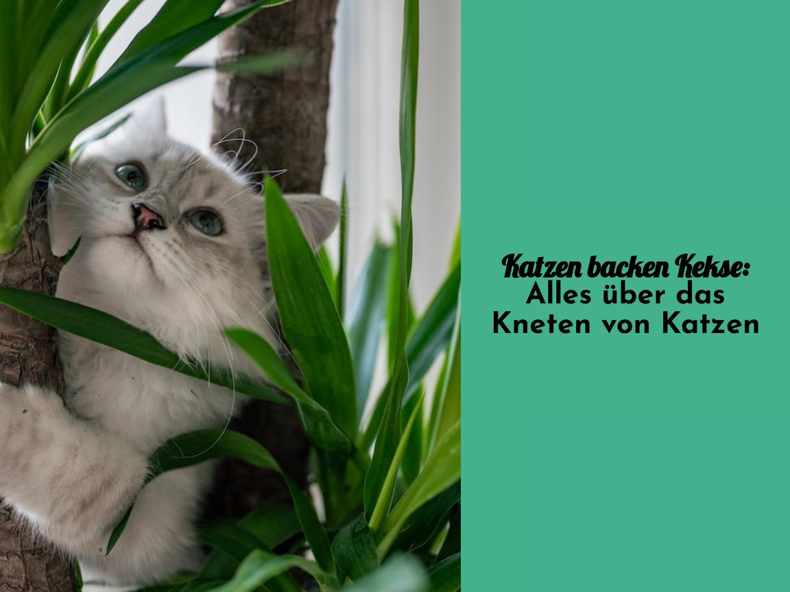 Katzen backen Kekse: Alles über das Kneten von Katzen