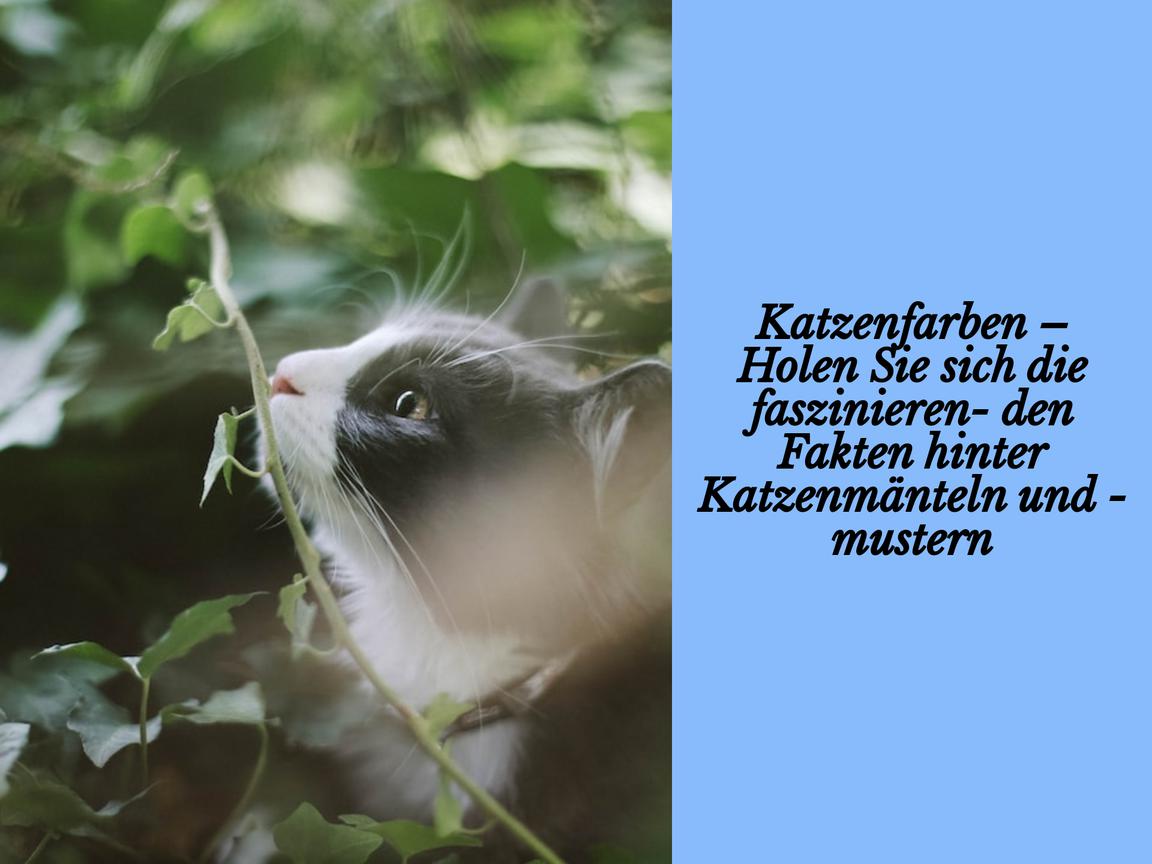 Katzenfarben – Holen Sie sich die faszinierenden Fakten hinter Katzenmänteln und -mustern