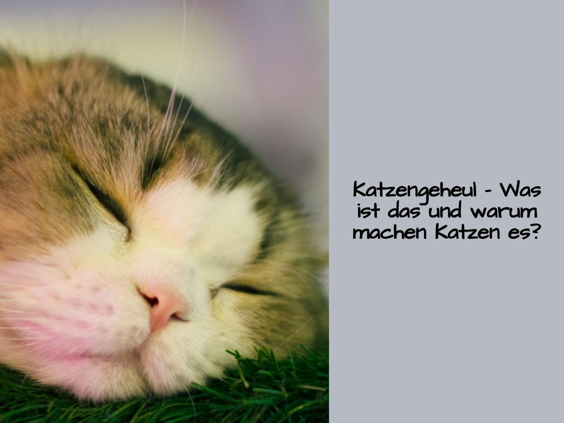 Katzengeheul – Was ist das und warum machen Katzen es?