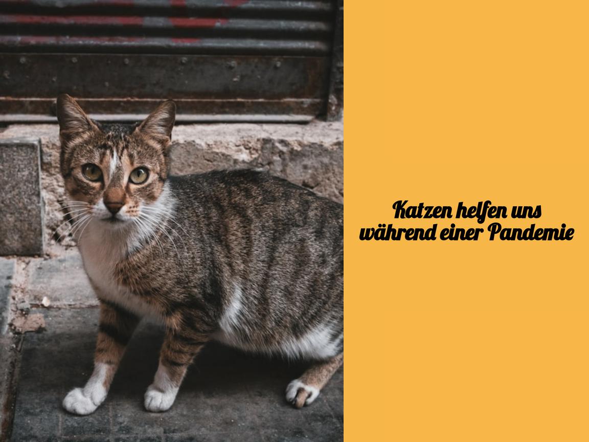 Katzen helfen uns während einer Pandemie