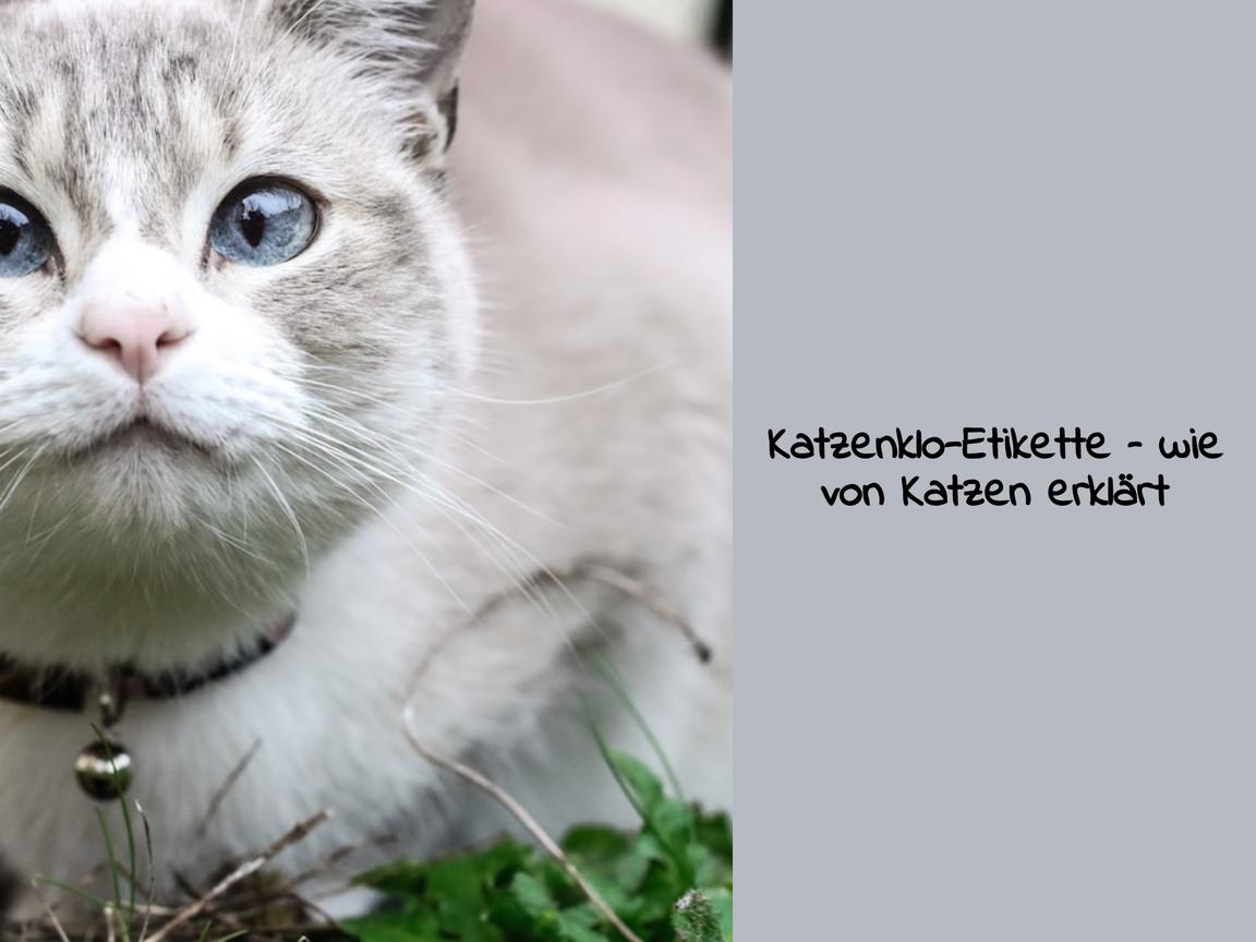 Katzenklo-Etikette – wie von Katzen erklärt