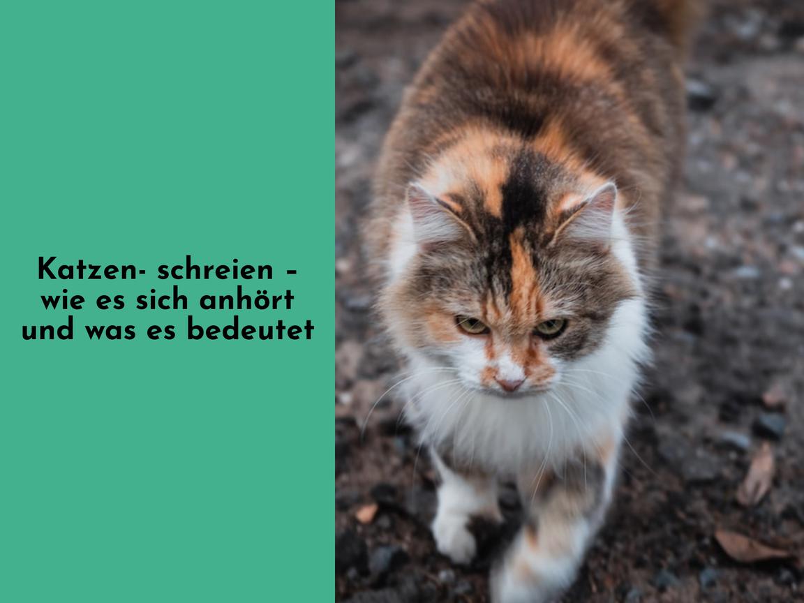 Katzenschreien – wie es sich anhört und was es bedeutet