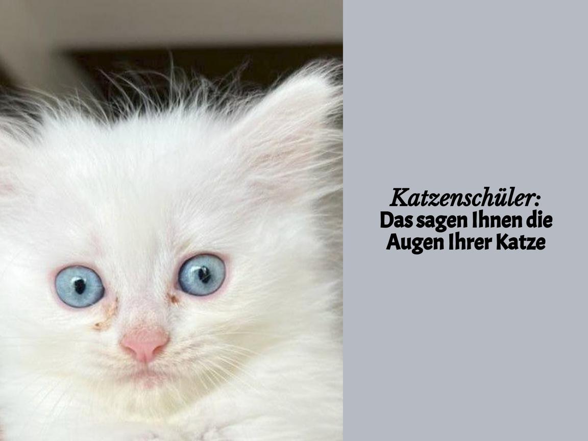 Katzenschüler: Das sagen Ihnen die Augen Ihrer Katze