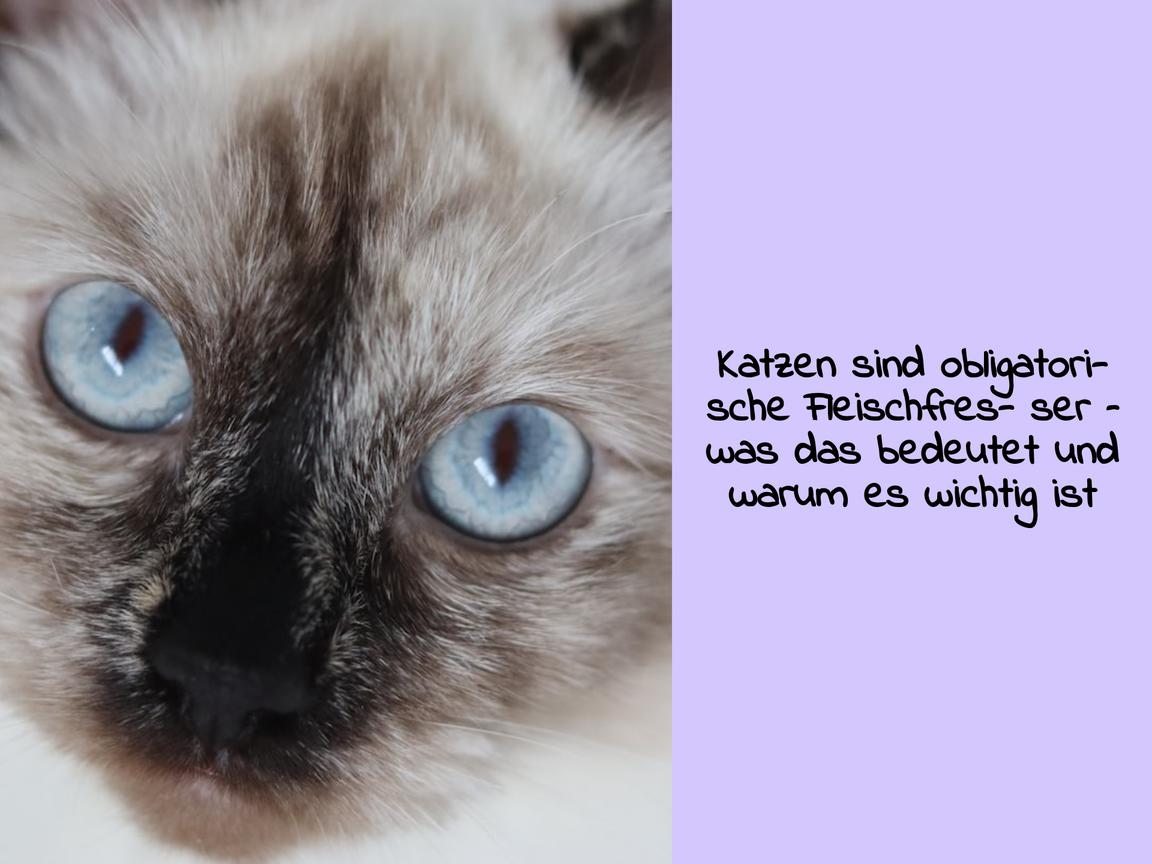 Katzen sind obligatorische Fleischfresser – was das bedeutet und warum es wichtig ist