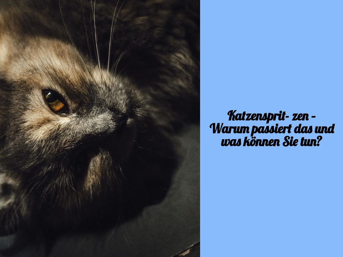 Katzenspritzen – Warum passiert das und was können Sie tun?